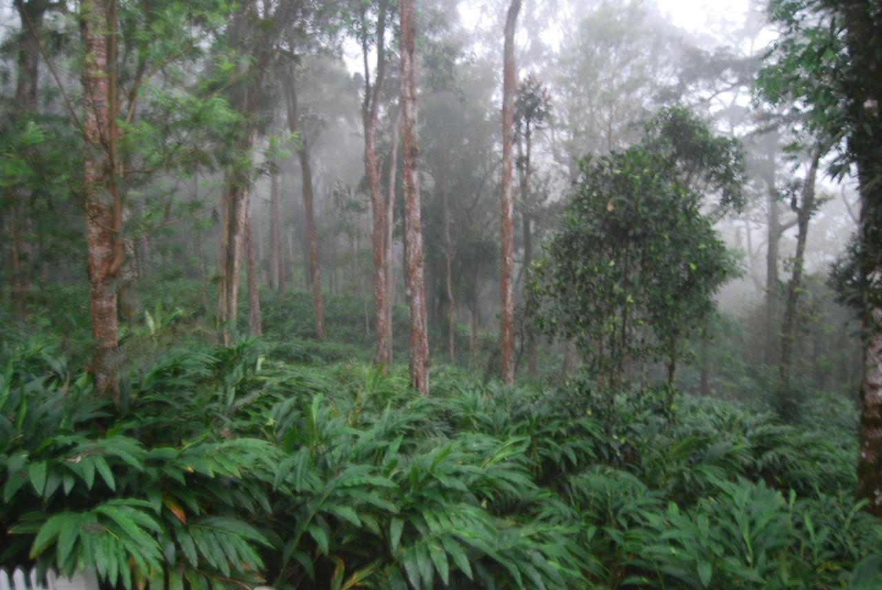 T Cherry Villa Munnar Kültér fotó