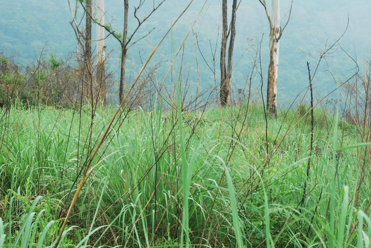 T Cherry Villa Munnar Kültér fotó