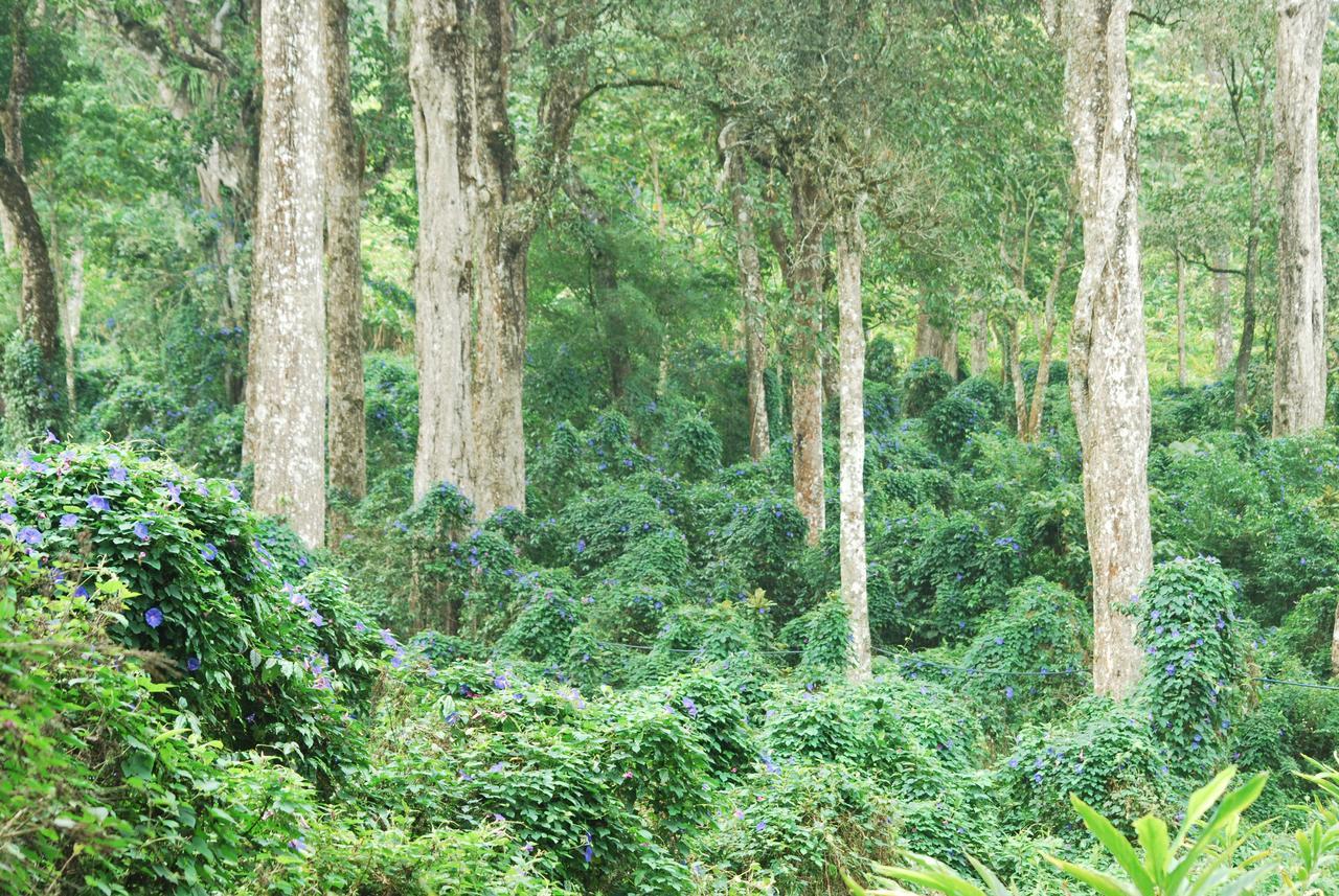 T Cherry Villa Munnar Kültér fotó