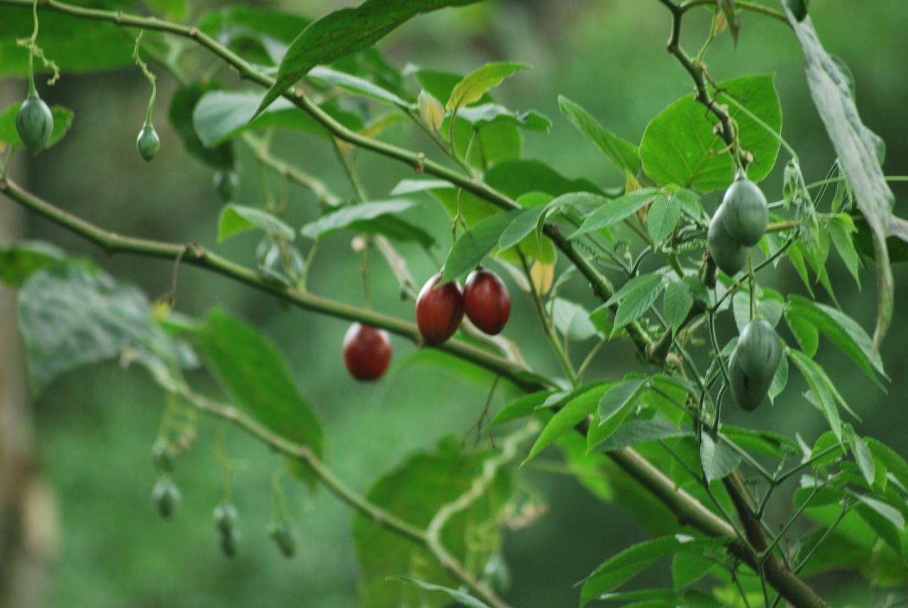 T Cherry Villa Munnar Kültér fotó