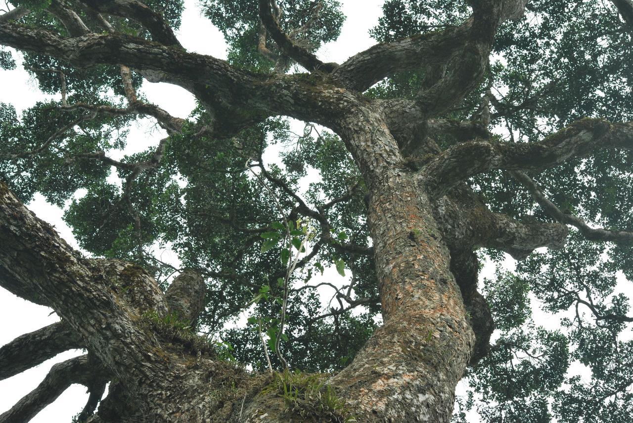 T Cherry Villa Munnar Kültér fotó